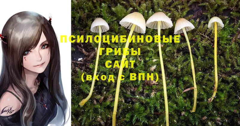 Галлюциногенные грибы Psilocybe Белоусово